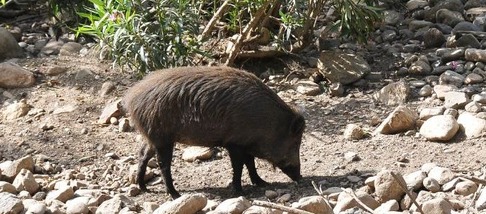 cinghiale