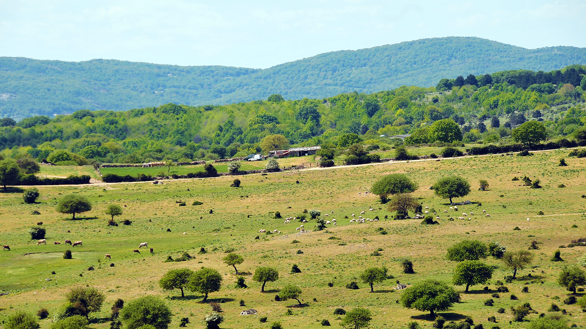 Campagna ambiente pascolo