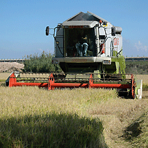 agricoltura-coltivazioni-mietitura riso