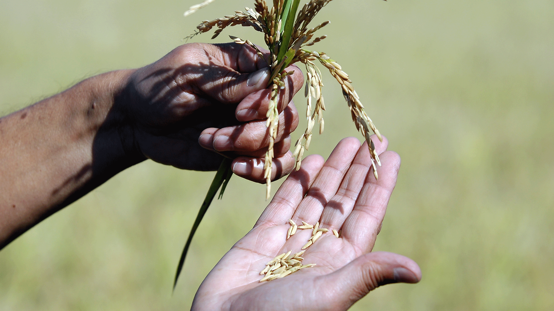 agricoltura-coltivazioni-mietitura